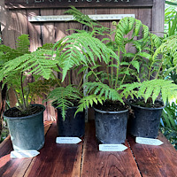 4-trefernspecial1-gal